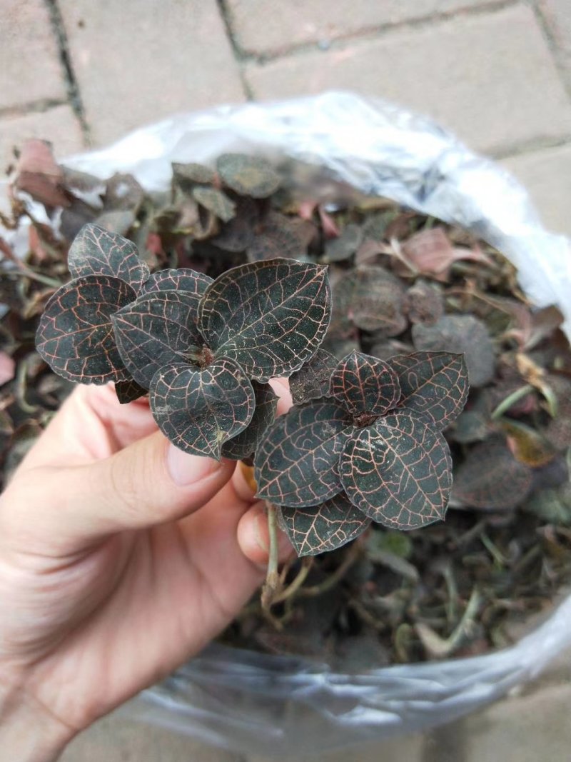 金线莲
