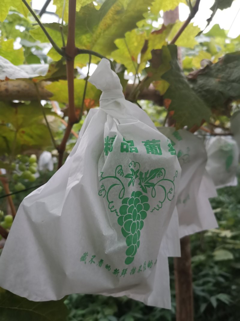 晴王日本阳光玫瑰葡萄