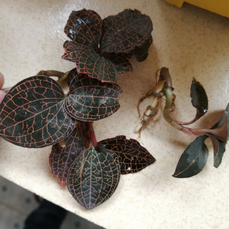 金线莲