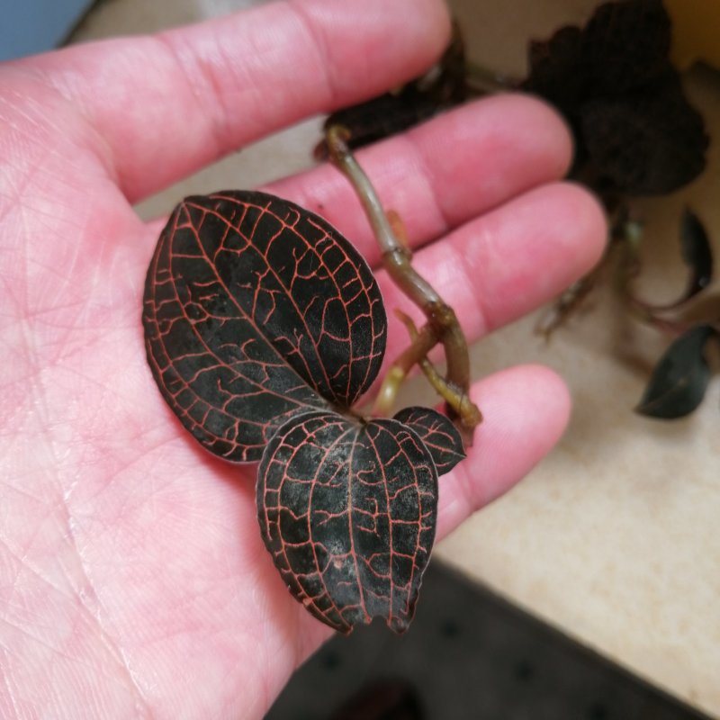 金线莲