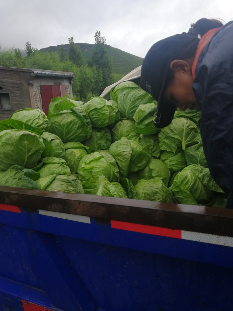【精品推荐】河北张家口蔚县精品宣甘蓝:产地直销一手货源