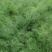 一年芦笋苗出售0.2元一颗