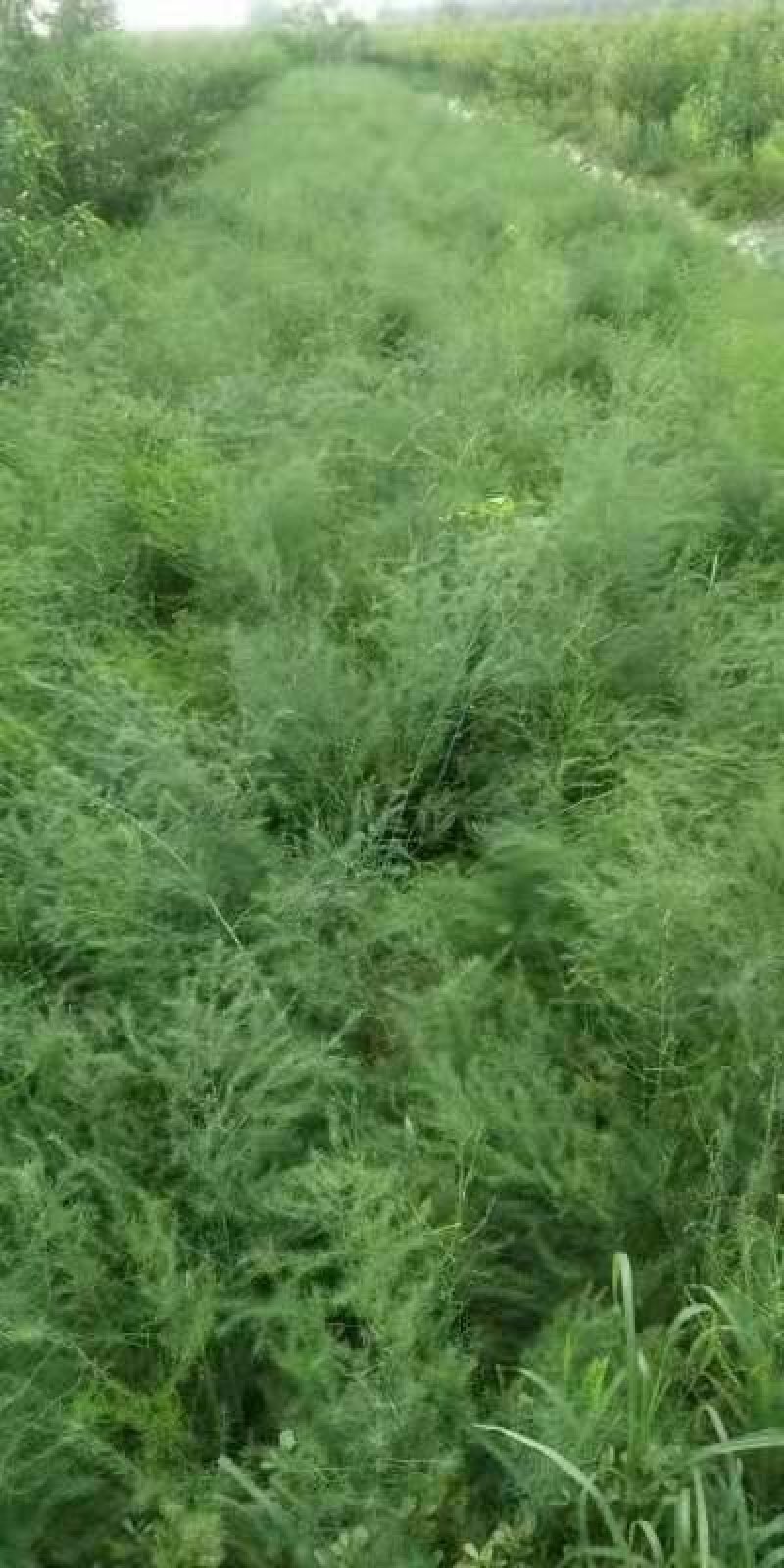 一年芦笋苗出售0.2元一颗