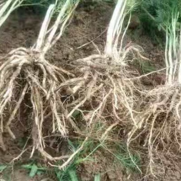 一年芦笋苗出售0.2元一颗