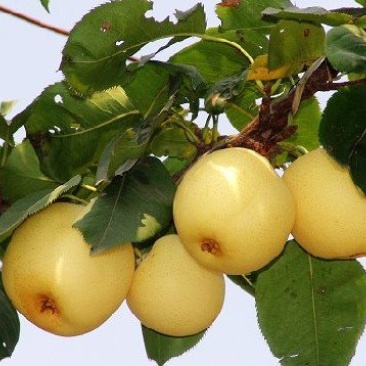 黄金梨