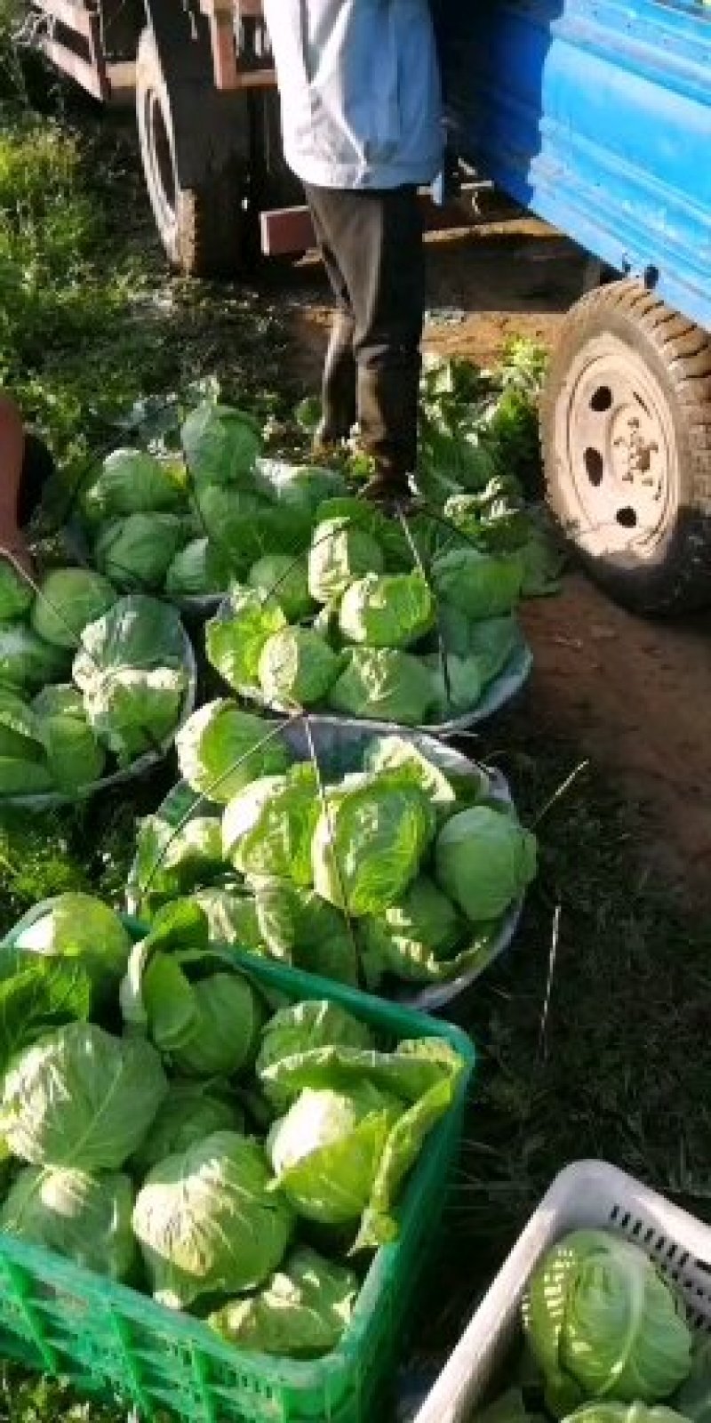 【精品推荐】河北张家口蔚县里外青甘蓝七成菜宣度有保证