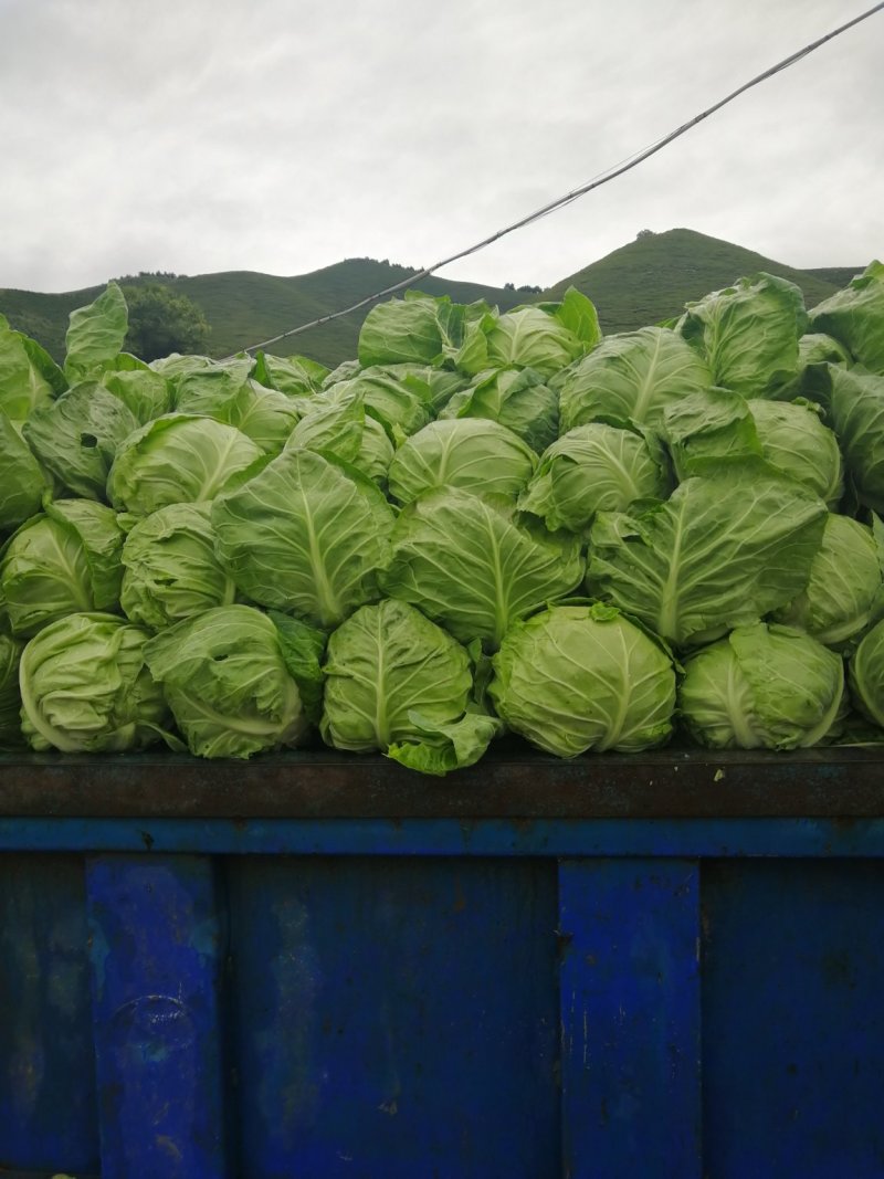 【精品推荐】河北张家口蔚县里外青甘蓝七成菜宣度有保证