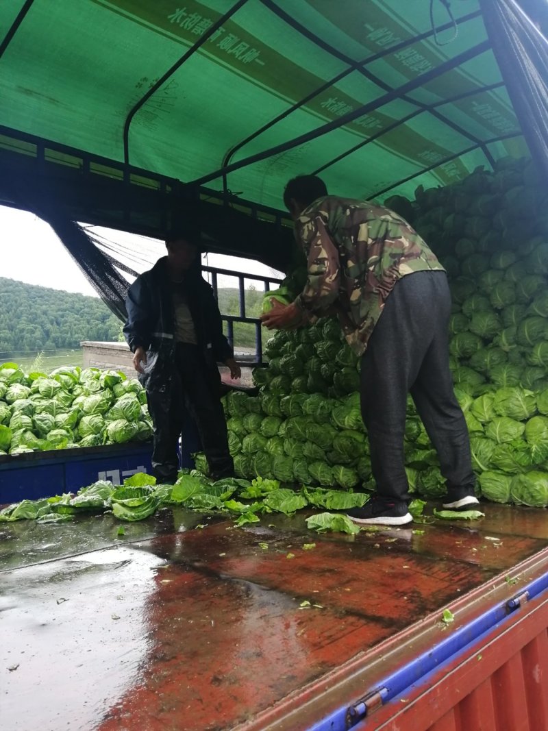 【精品推荐】河北张家口蔚县里外青甘蓝七成菜宣度有保证