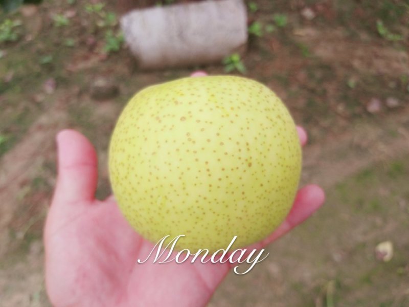 皇冠梨