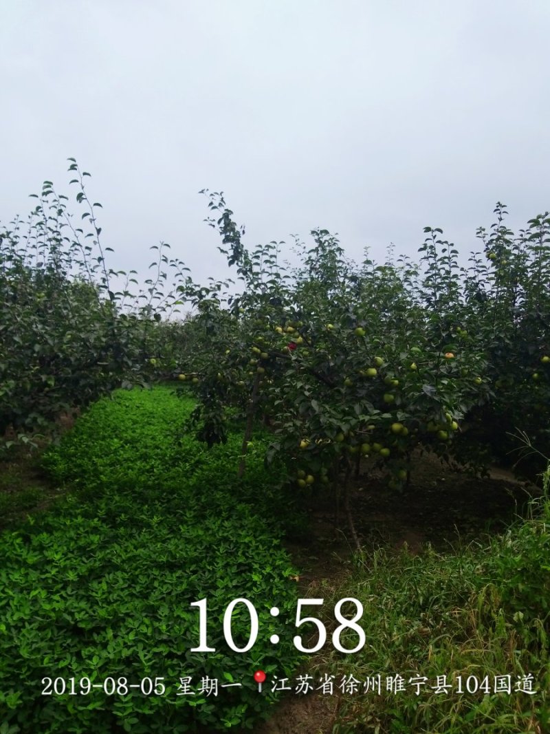 皇冠梨