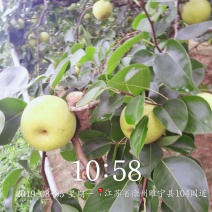 皇冠梨
