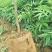 青花椒树苗九叶青花椒苗营养杯花椒苗可提供三证一签