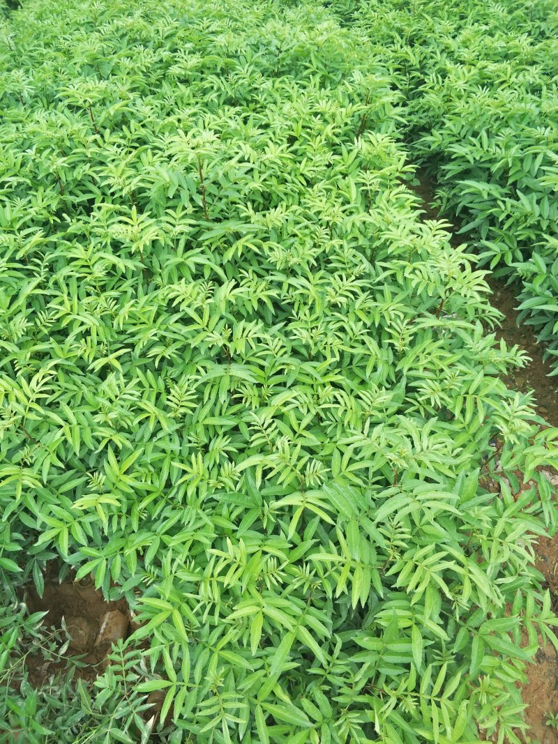 青花椒树苗九叶青花椒苗营养杯花椒苗可提供三证一签