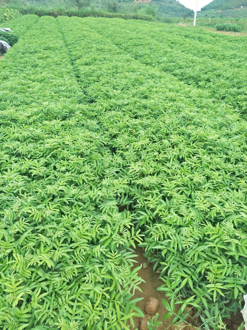 青花椒树苗九叶青花椒苗营养杯花椒苗可提供三证一签