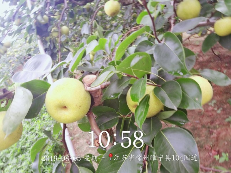 皇冠梨