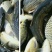 大型水库淡水养殖鲤鱼