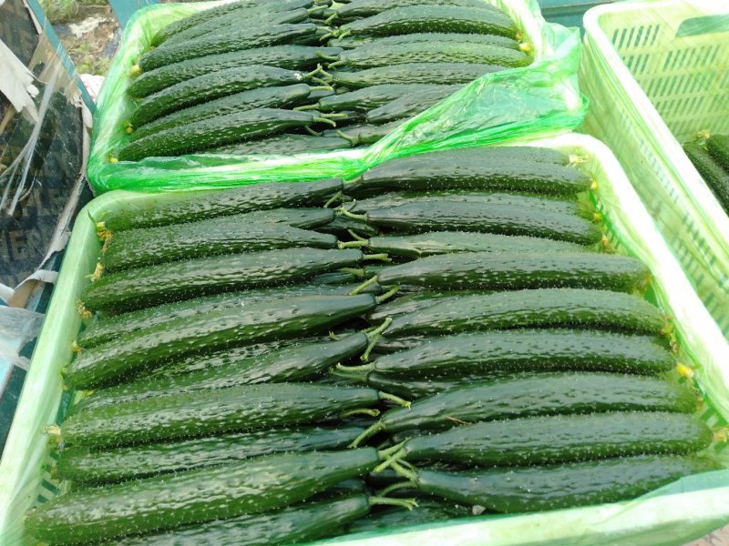 黄瓜大量上市