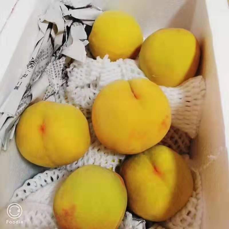 江苏连云港黄金冠黄桃