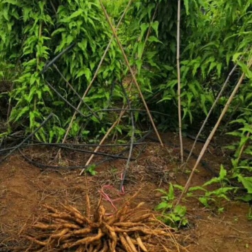 对叶大百部苗，红花，紫花，白花都有现苗