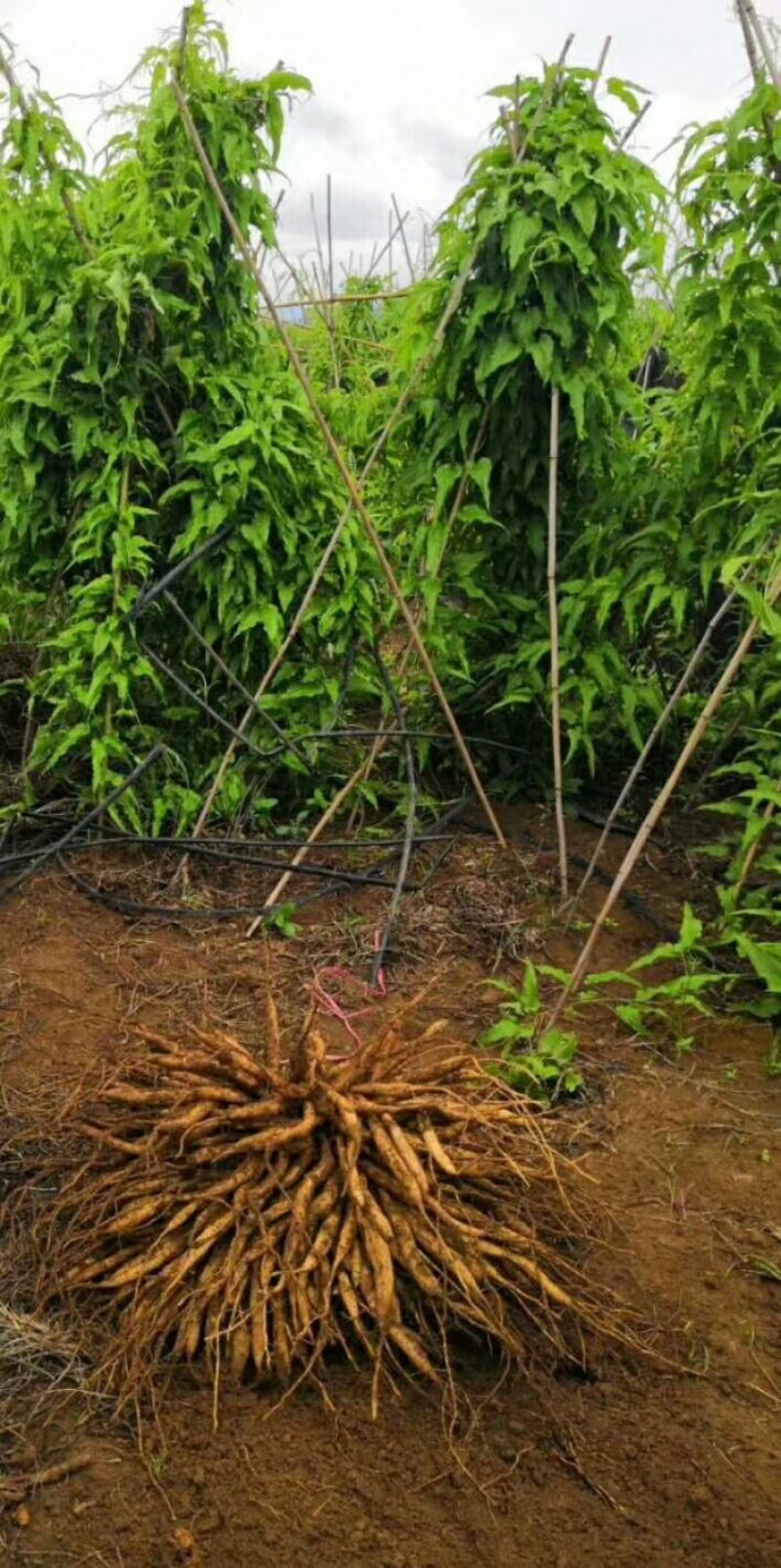对叶大百部苗，红花，紫花，白花都有现苗