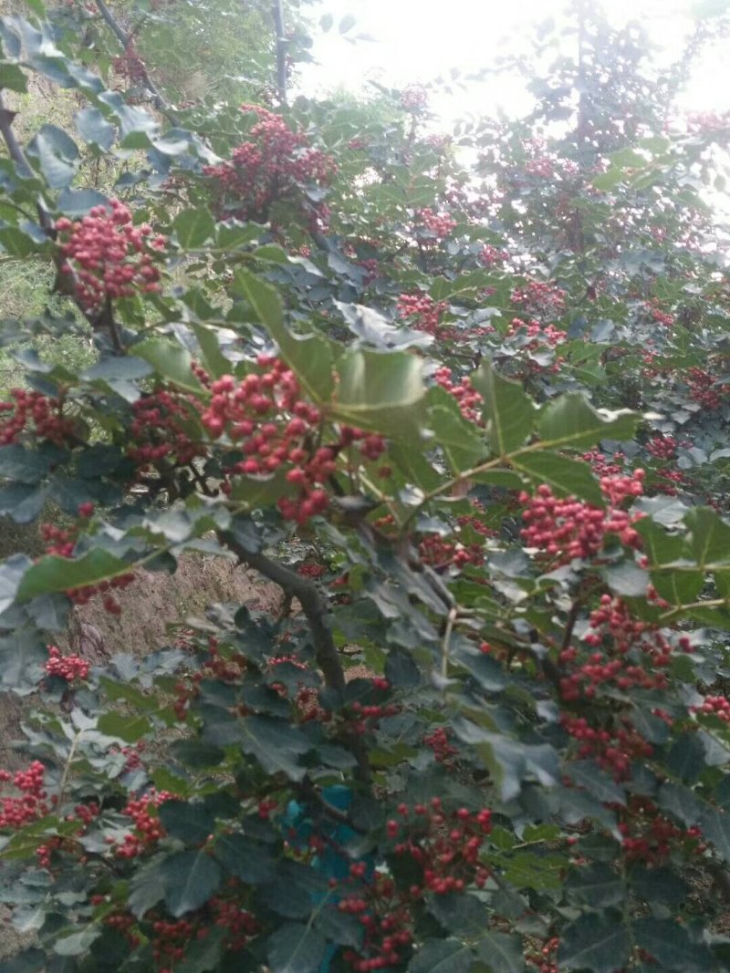 花椒