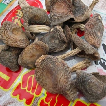 野生梨菇