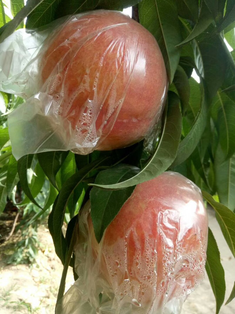【陕西】大荔膜袋毛桃大量供应量大优惠欢迎咨询考察