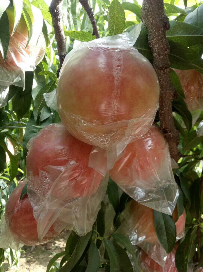 【陕西】大荔膜袋毛桃大量供应量大优惠欢迎咨询考察