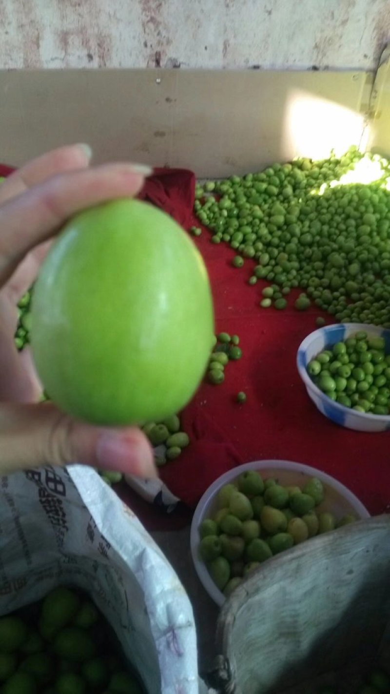 优质云南元谋青枣，独特的金沙江干热河谷气候环境