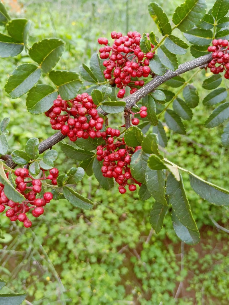 干花椒