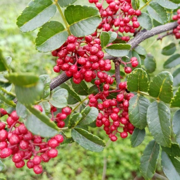 干花椒