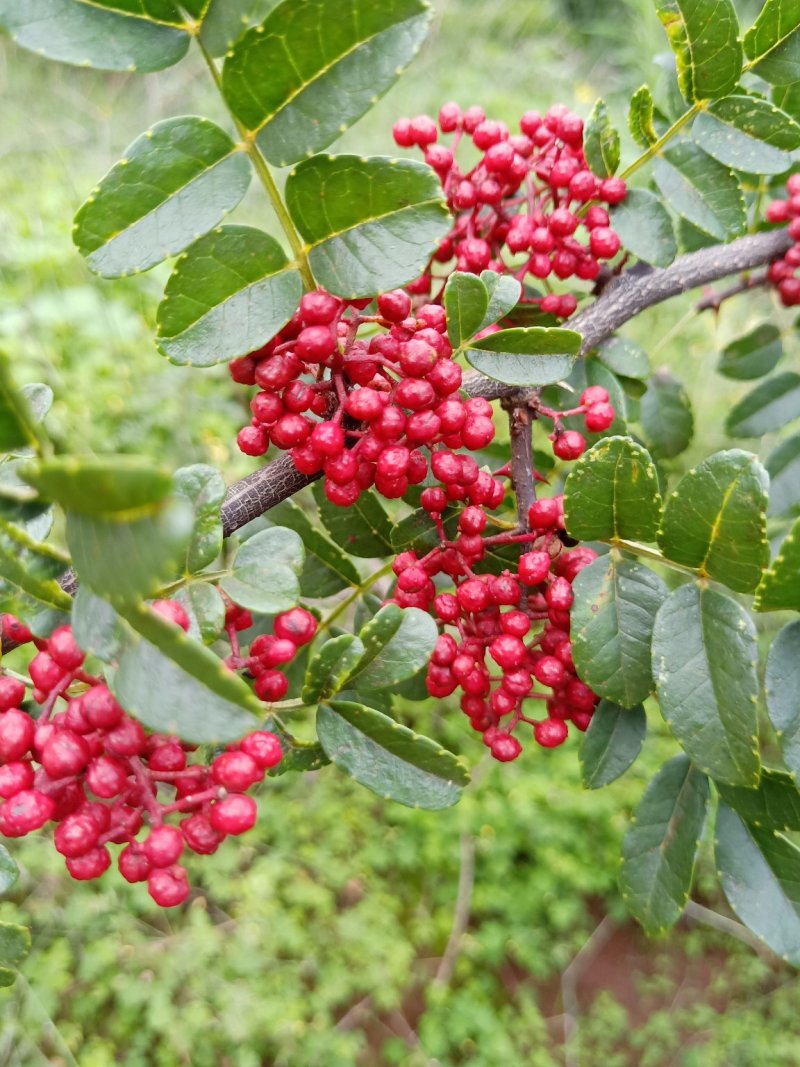 干花椒