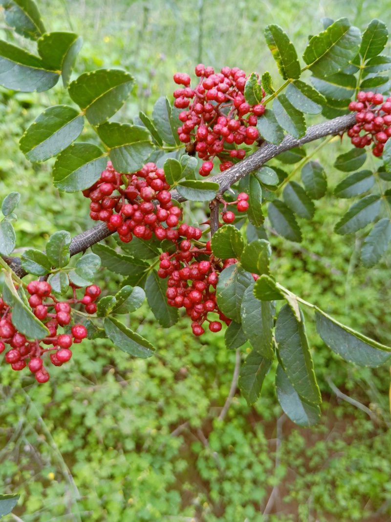 干花椒