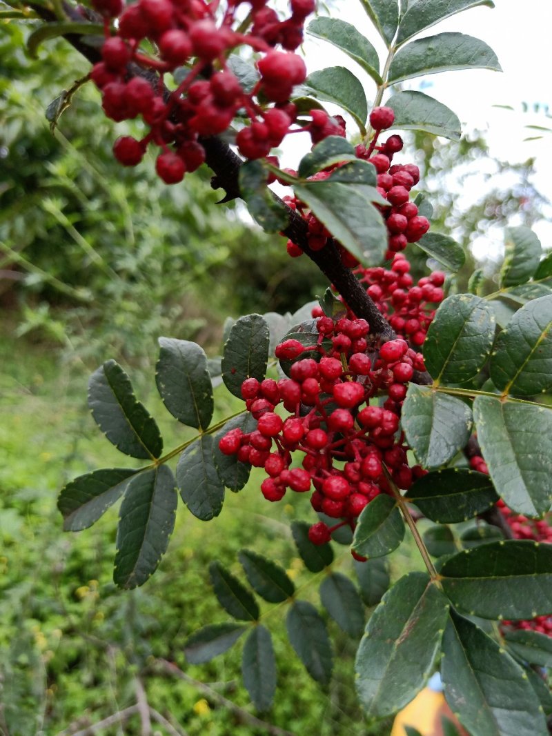 干花椒