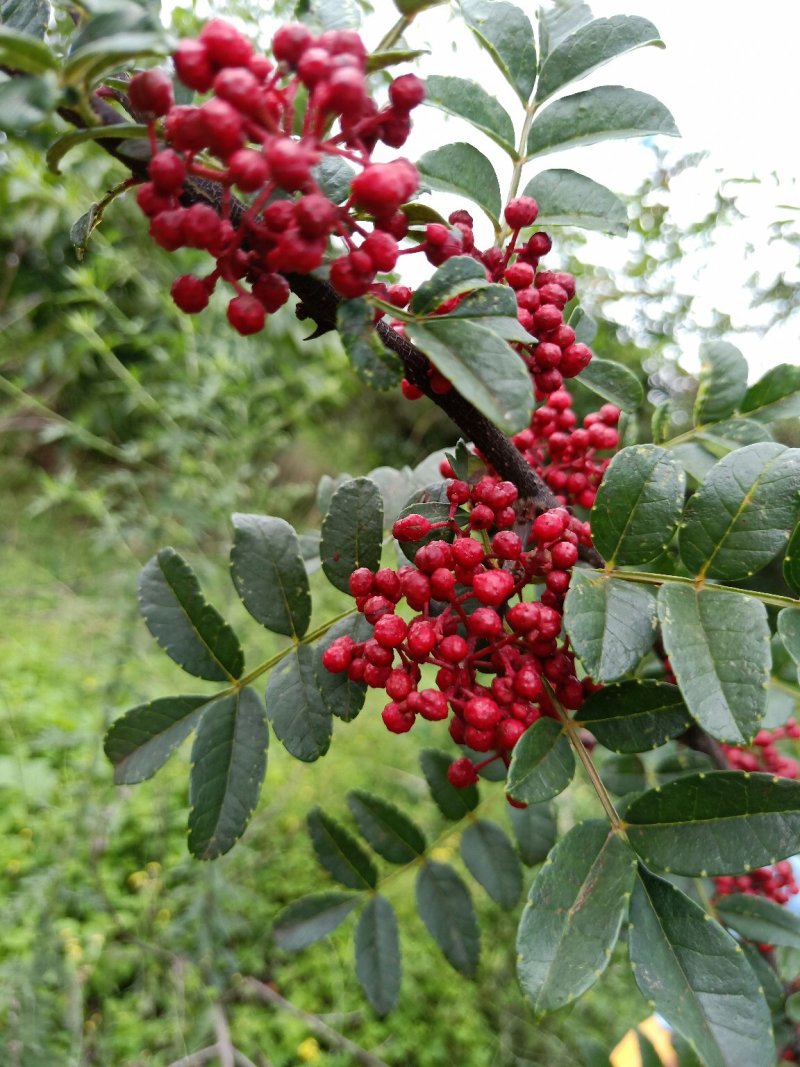 干花椒