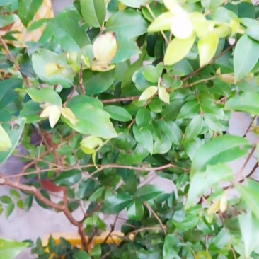 嘉宝果苗包技术.无病毒.假一赔百