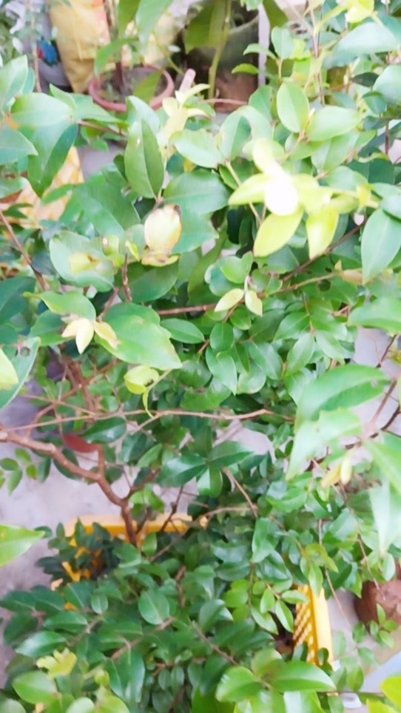 嘉宝果苗包技术.无病毒.假一赔百