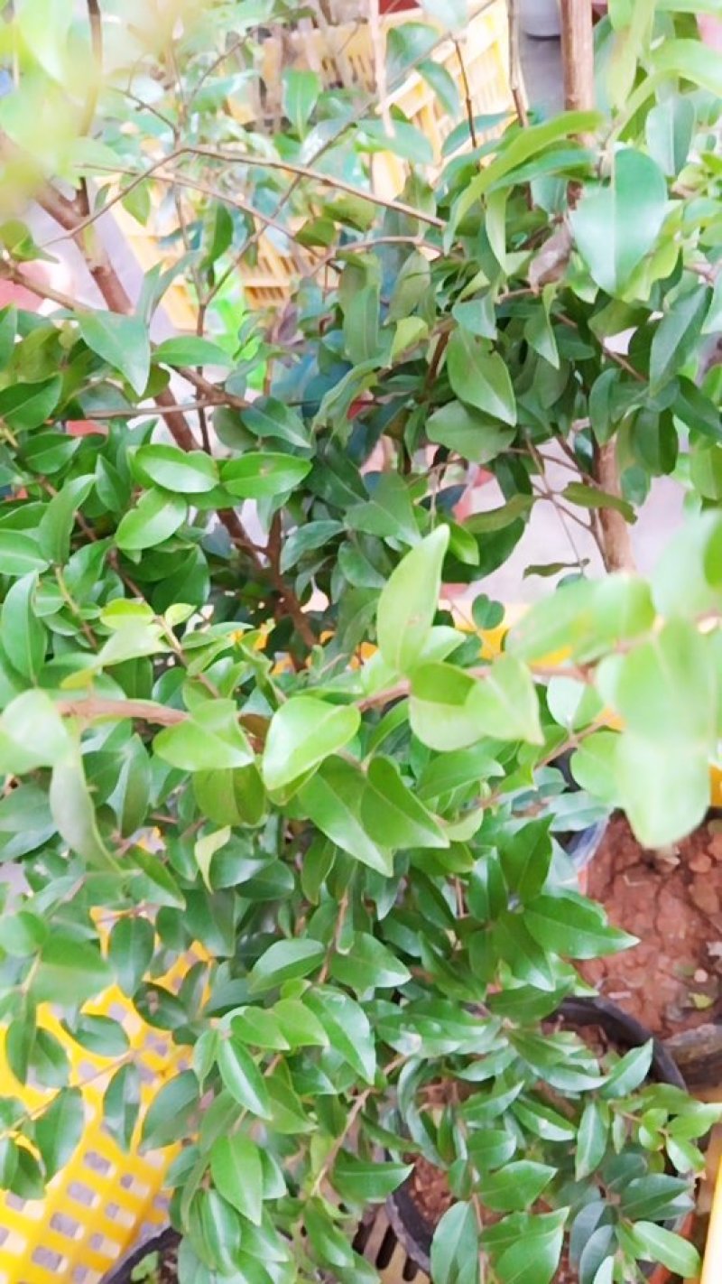 嘉宝果苗包技术.无病毒.假一赔百