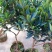 茶花苗包技术.无病毒.假一赔百