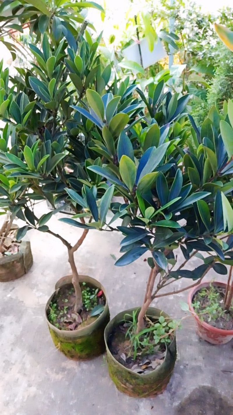 茶花苗包技术.无病毒.假一赔百