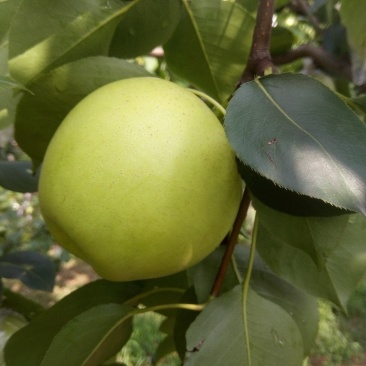 皇冠梨