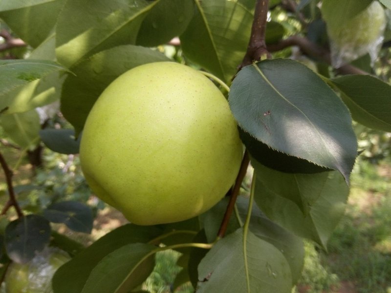 皇冠梨
