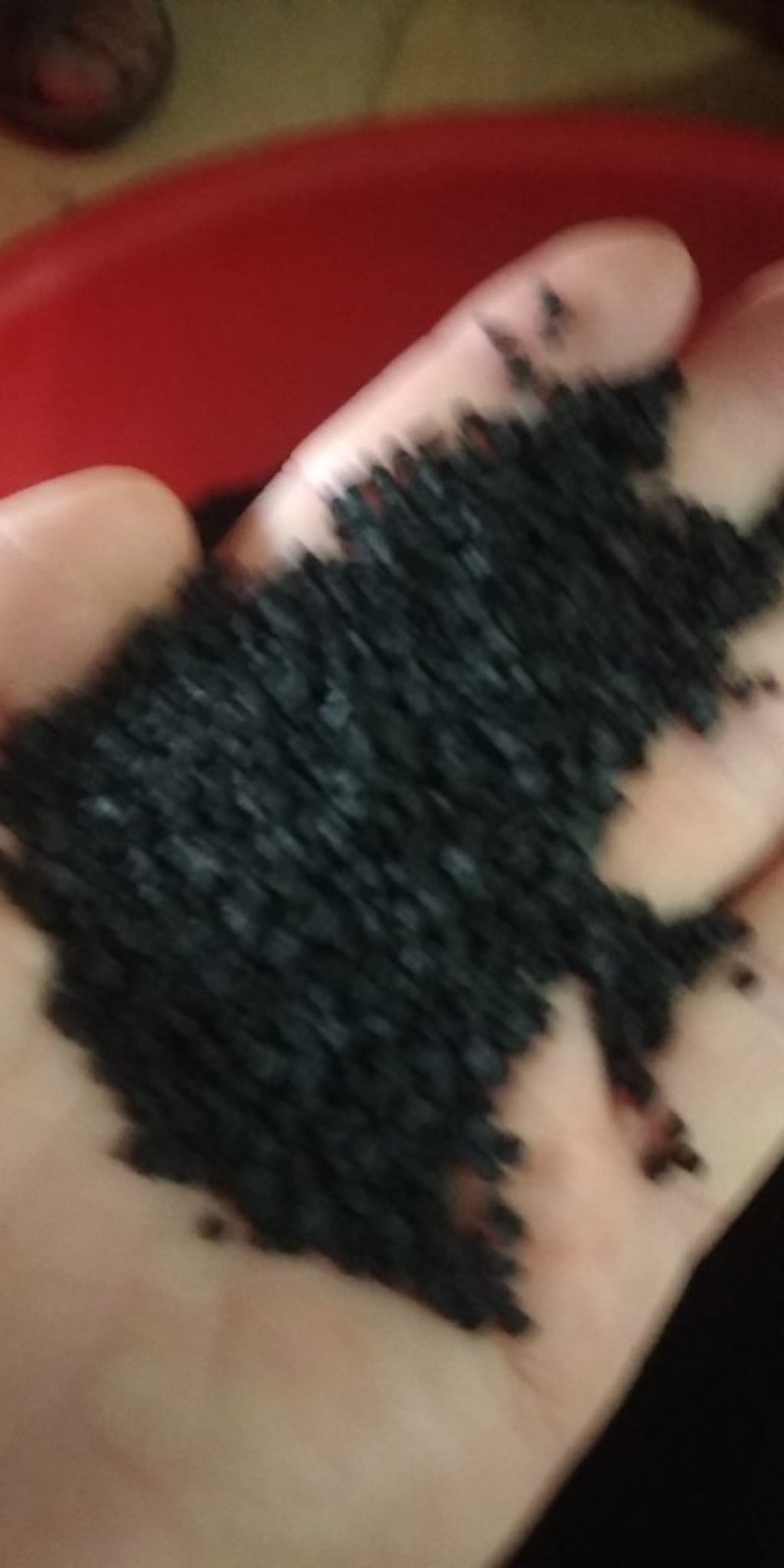 黄皮洋葱种子97%芽率高端品种洋葱种子，