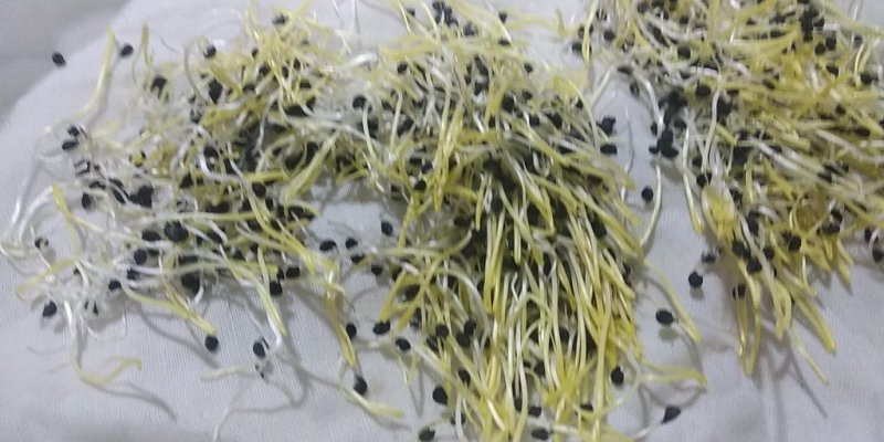 黄皮洋葱种子97%芽率高端品种洋葱种子，