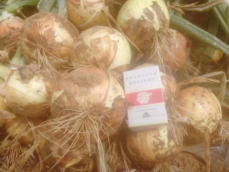 黄皮洋葱种子97%芽率高端品种洋葱种子，