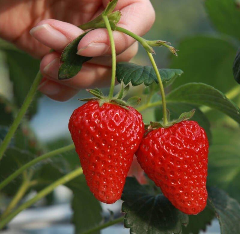 甜查理草莓苗，脱毒苗，现挖现卖，植株健壮，保证纯度