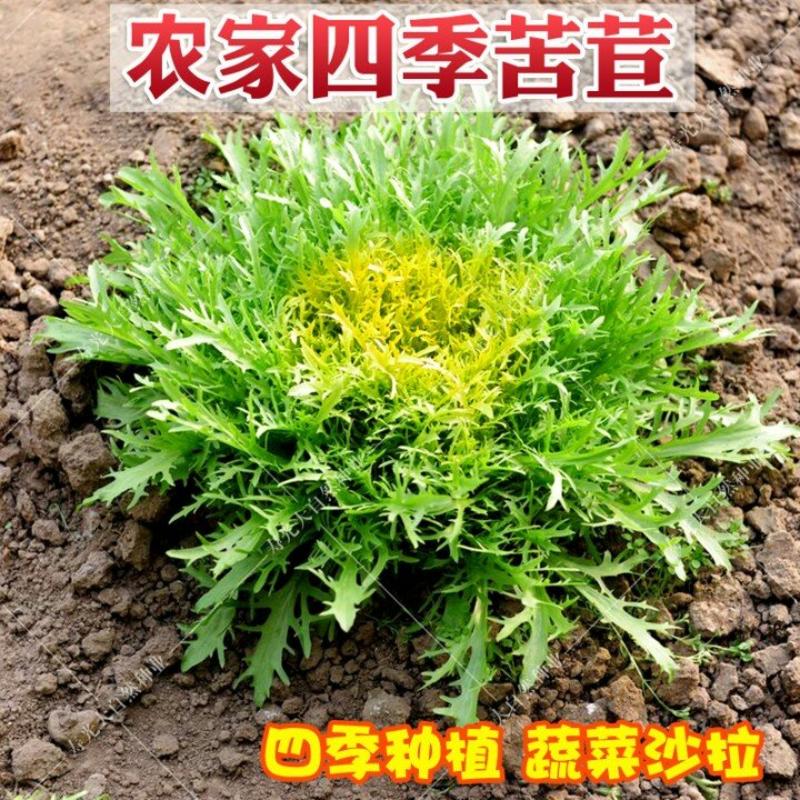 黄心花叶苦苣种子蔬菜沙拉炒食或凉拌口感脆爽四季种植