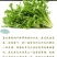 黄心花叶苦苣种子蔬菜沙拉炒食或凉拌口感脆爽四季种植