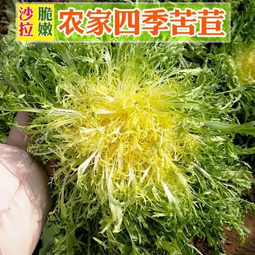 黄心花叶苦苣种子蔬菜沙拉炒食或凉拌口感脆爽四季种植