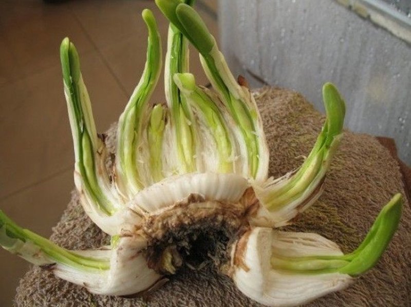 水仙种球